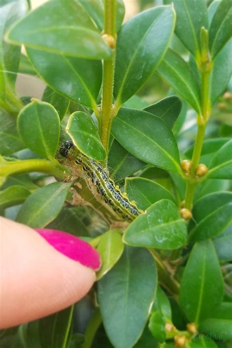 box tree caterpillar alternative